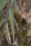 Greater Florida spurge